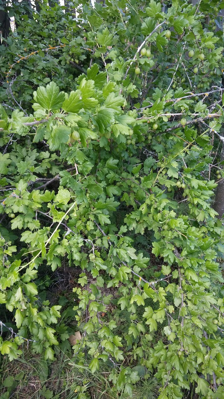 Крыжовник