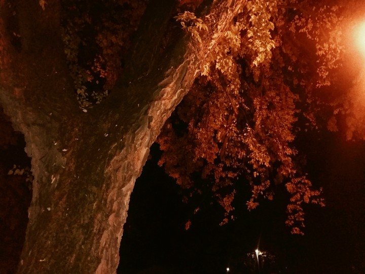 tree