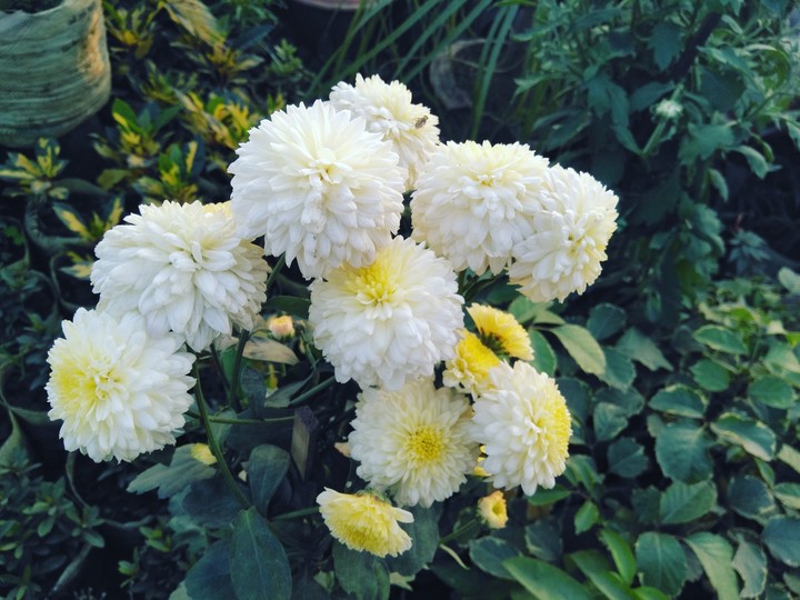 White Flowers