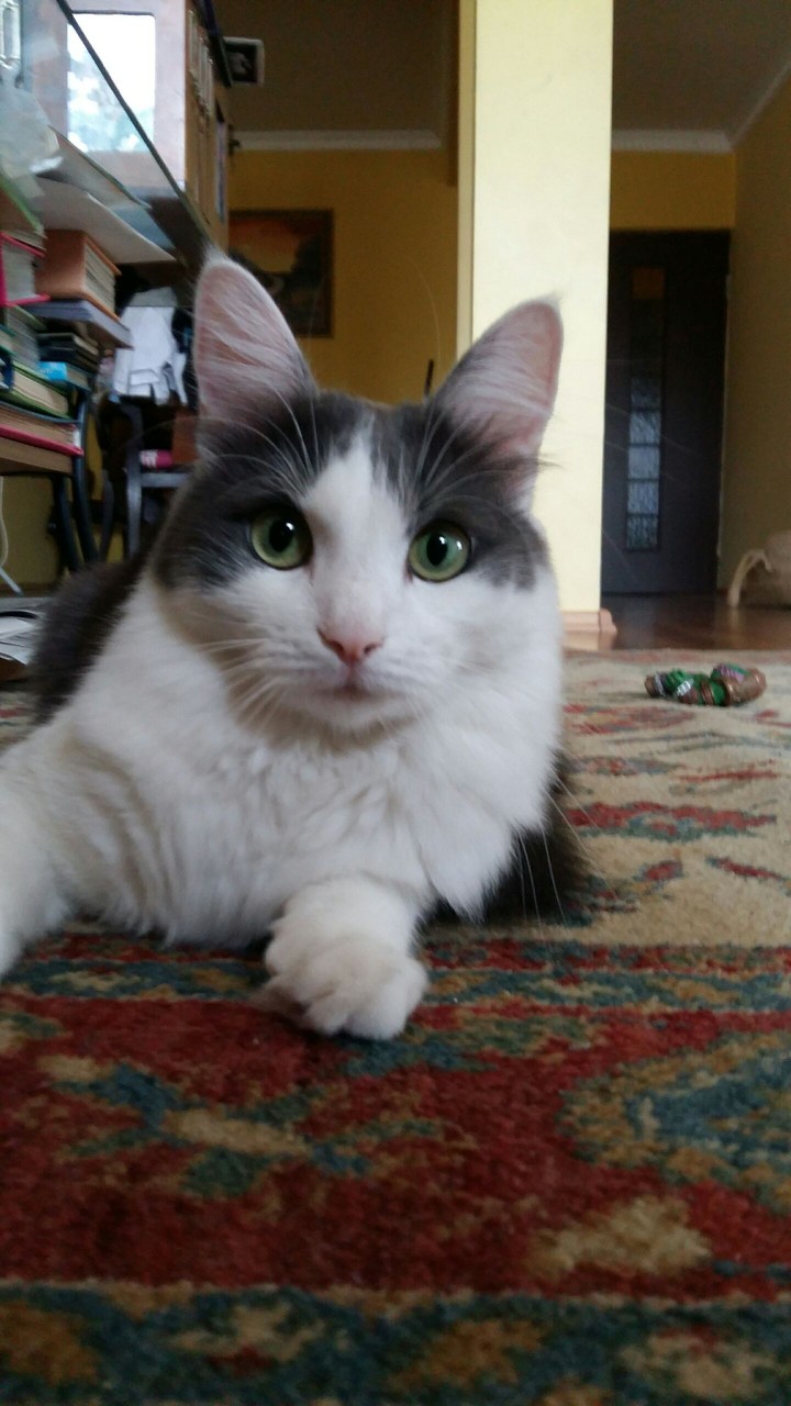 swetty cat