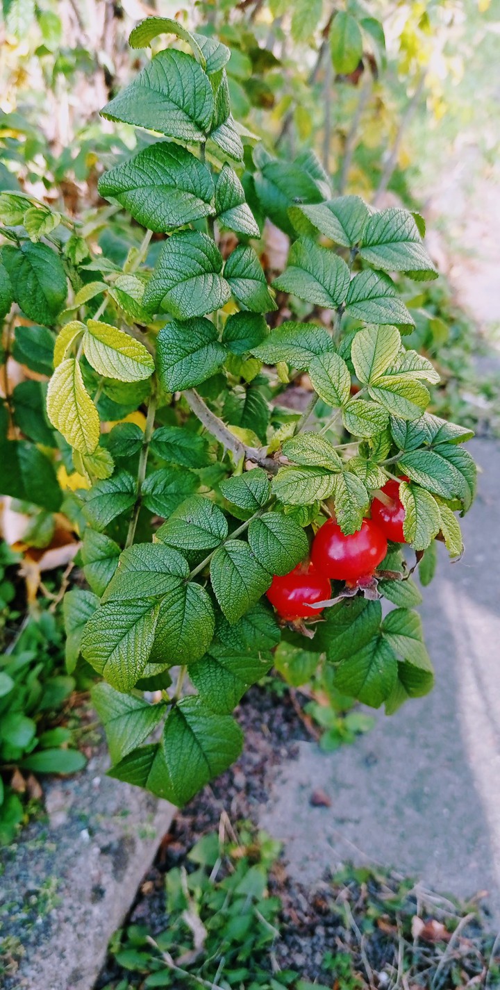 autumn berries