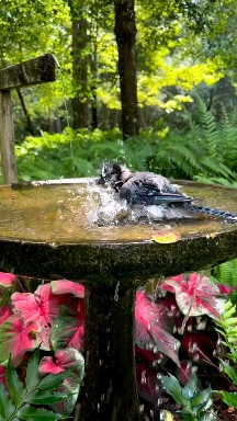 Bird cute