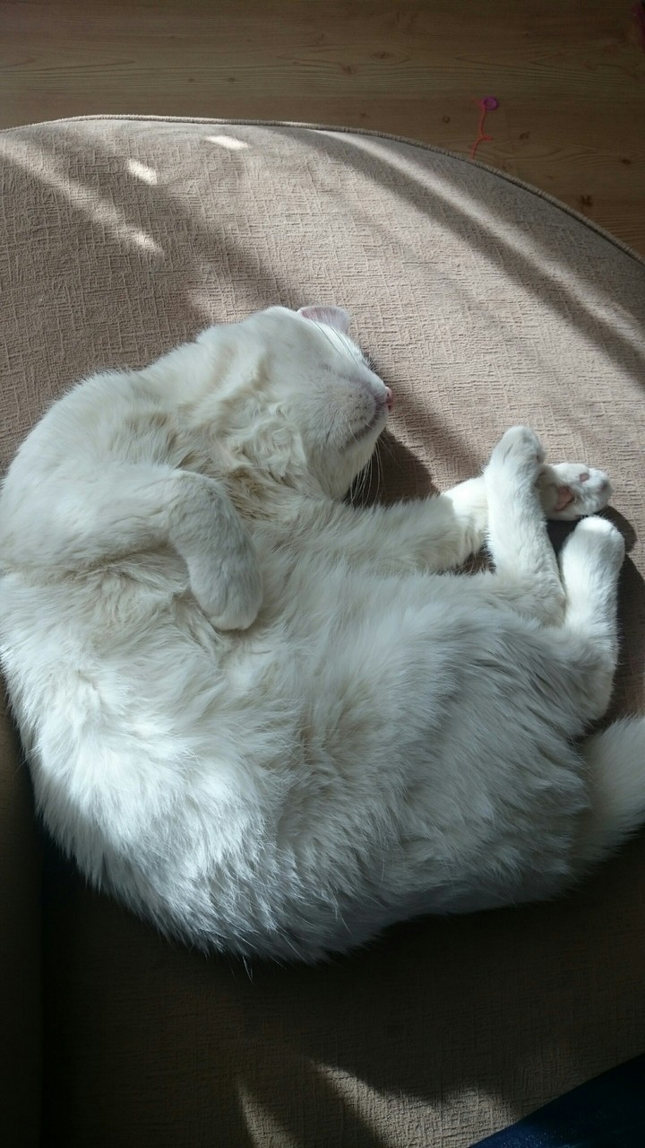 sleeping cat