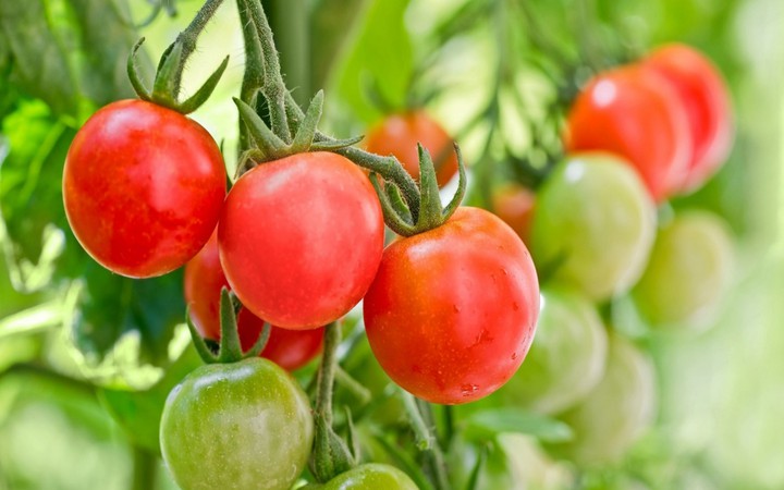 Tomato