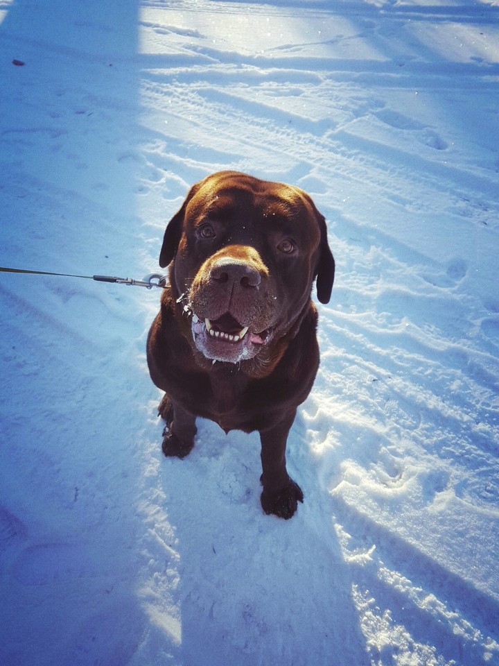 Labrador