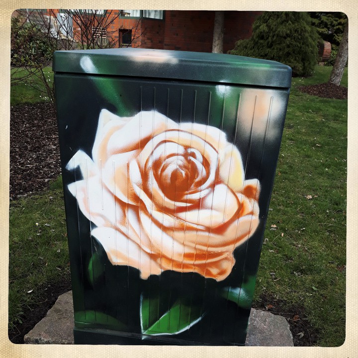weise  Rose