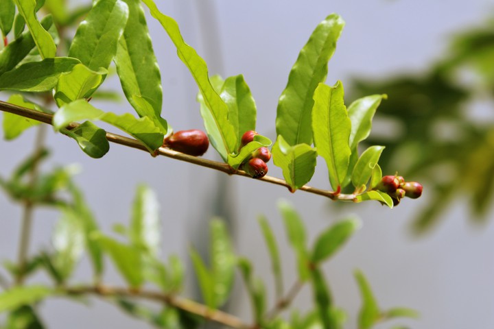 floral buds