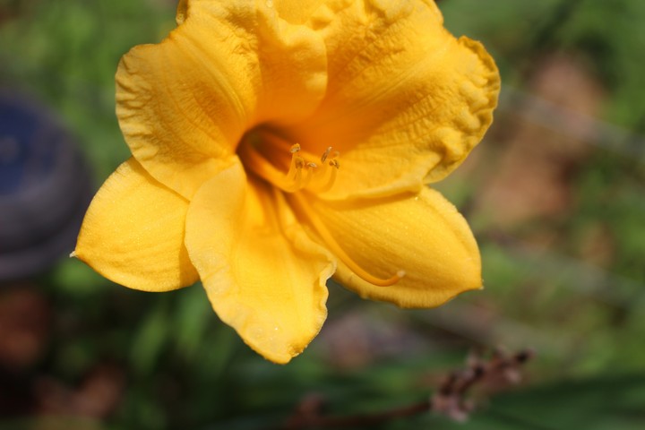 Daylily