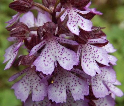 sfondi orchids, barlia