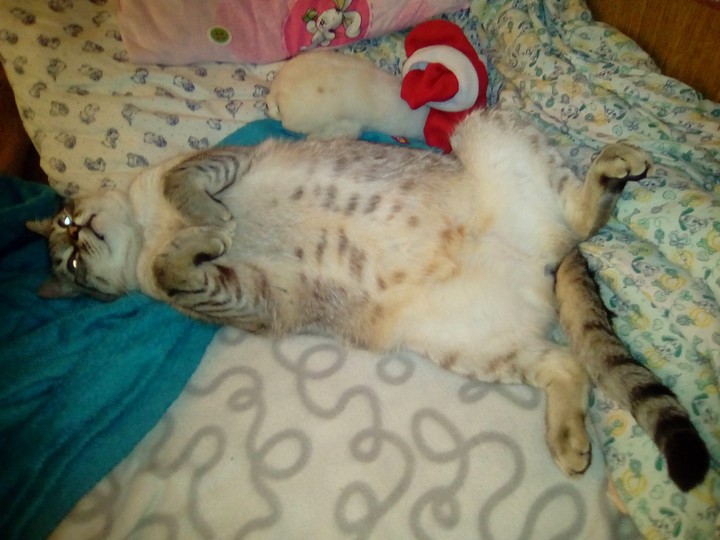 котик Варечка