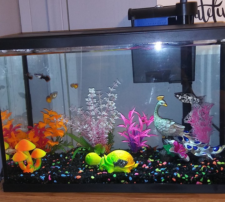 MY FISH TANK