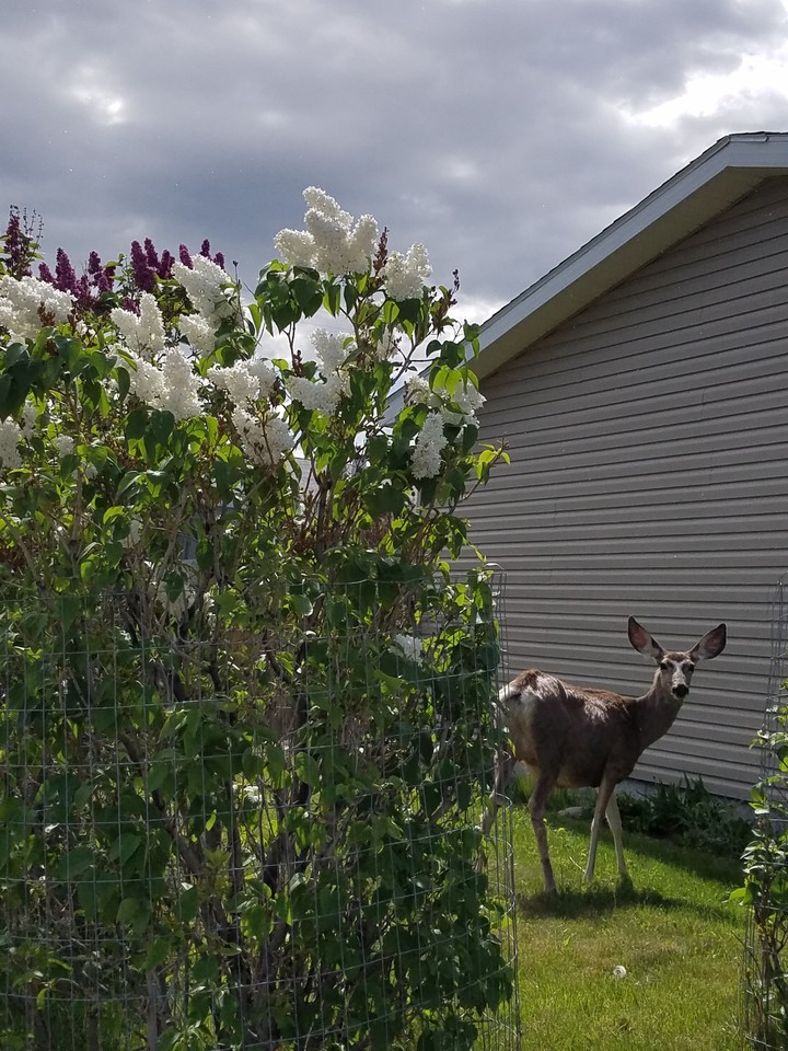 eating my flowers