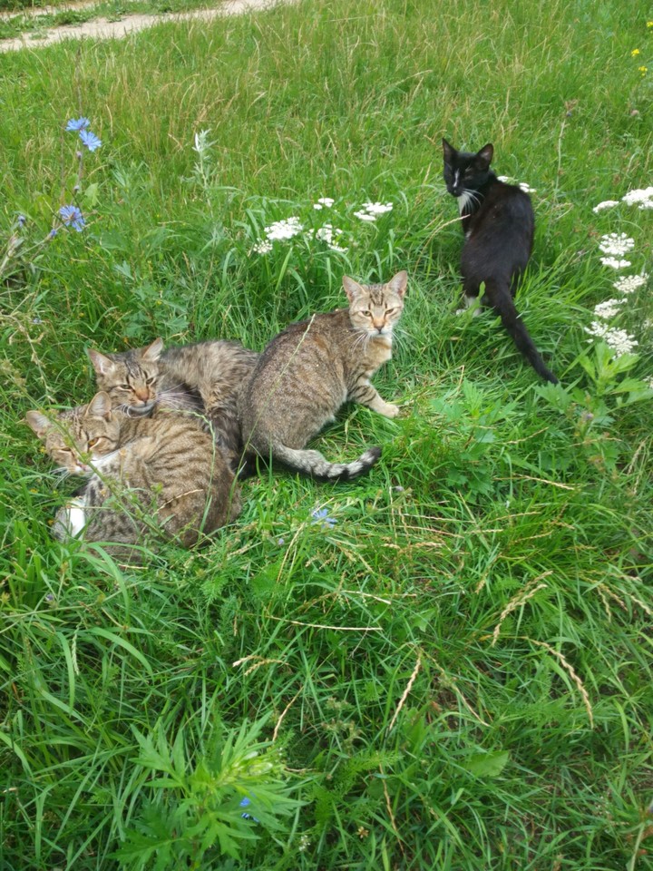 коты
