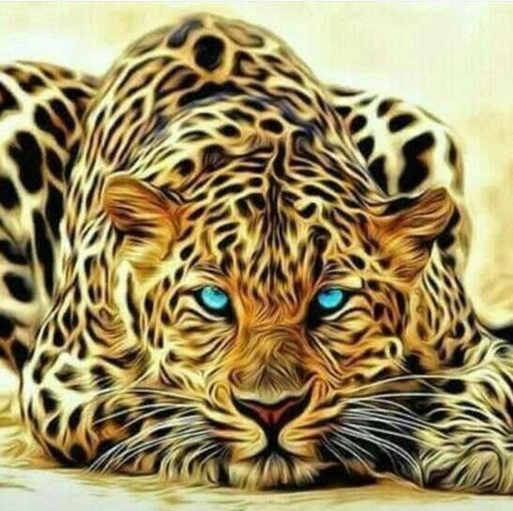 leopard