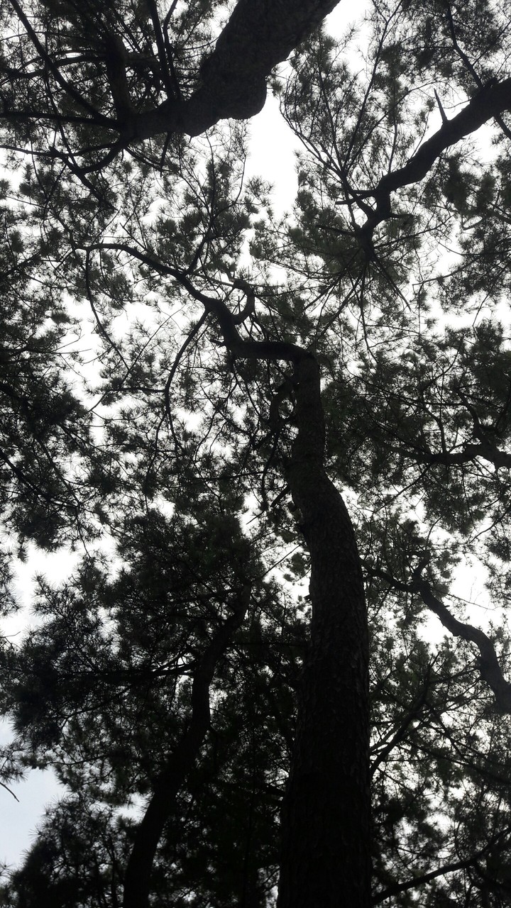 Trunk
