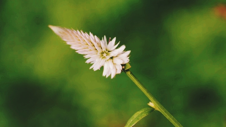 beautiful white flower