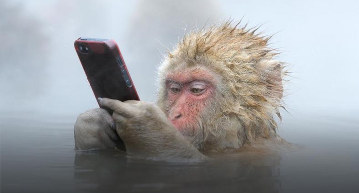 MONKEY SAYS RELAX