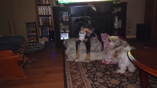 early morning play time