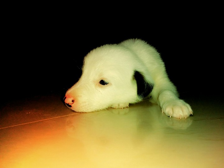 puppy