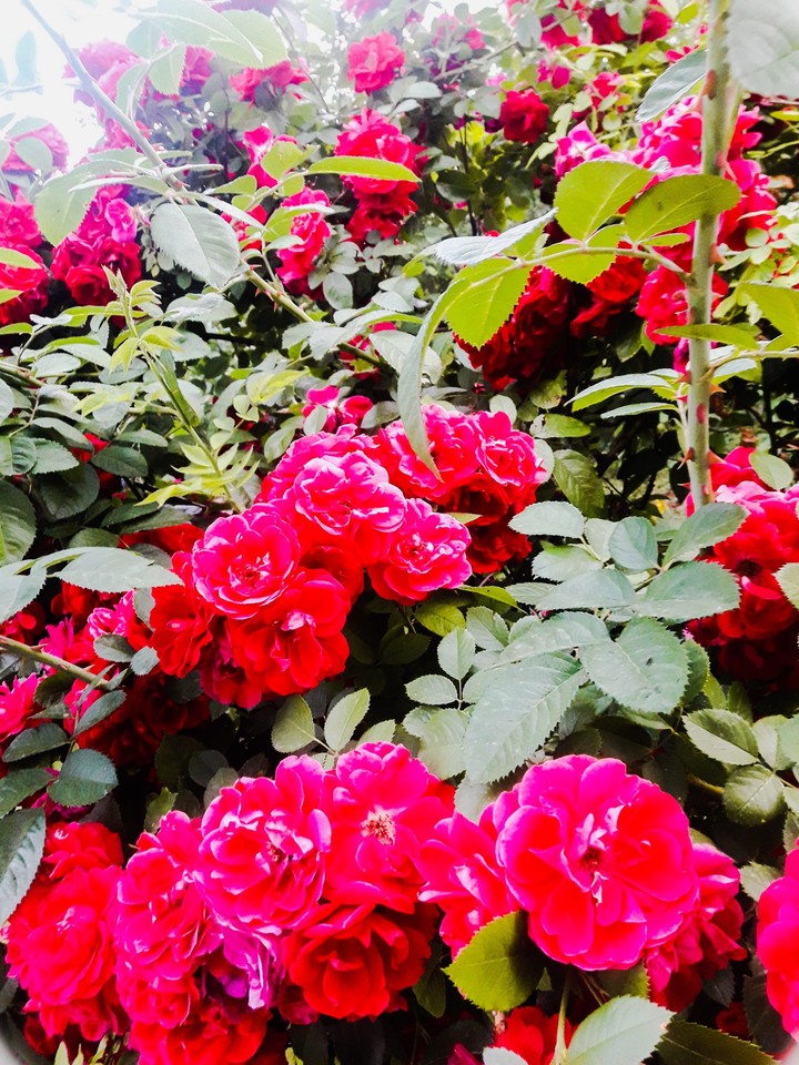 Rose