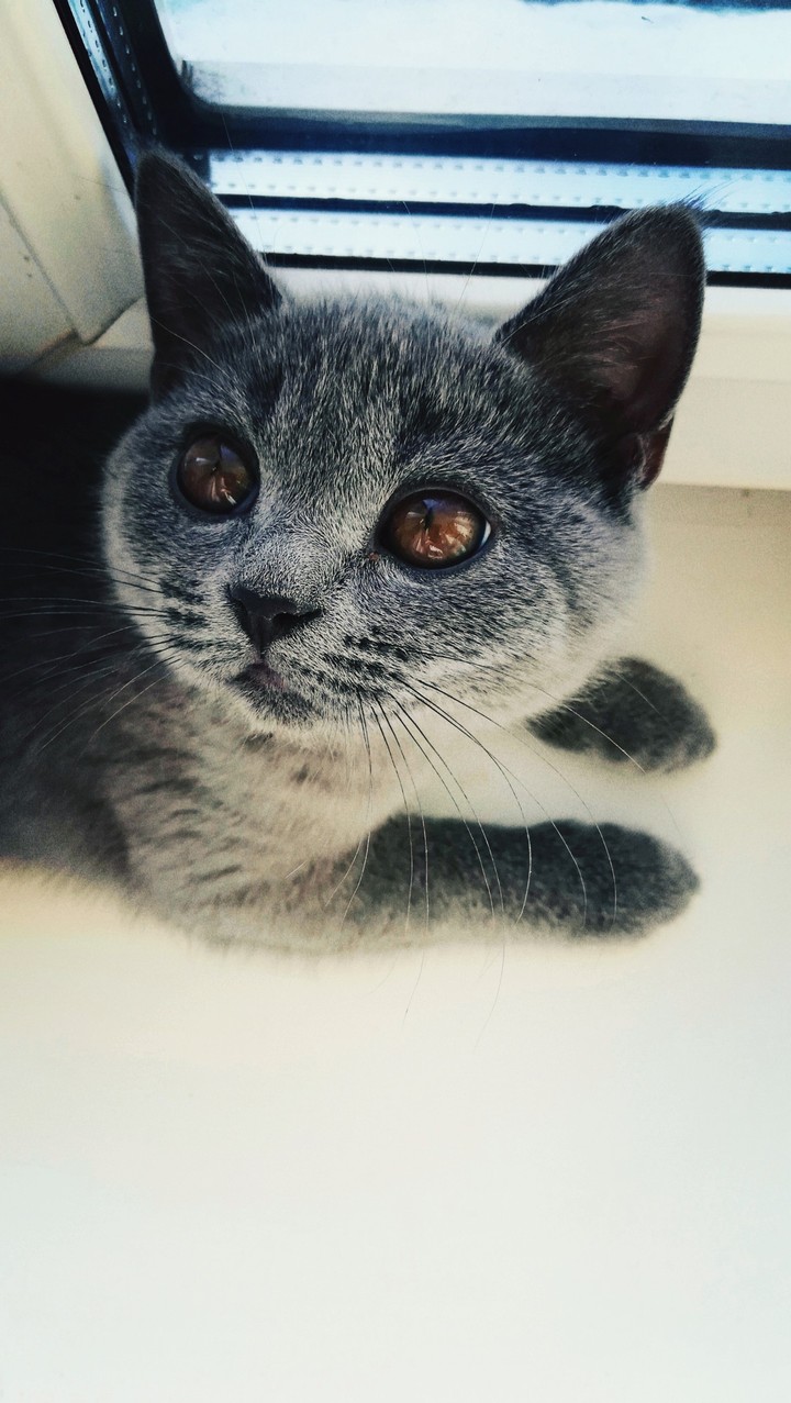 котики