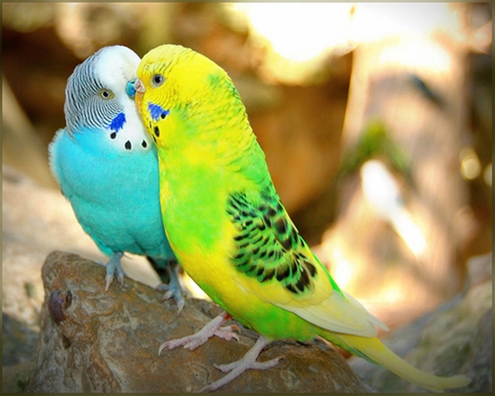 love