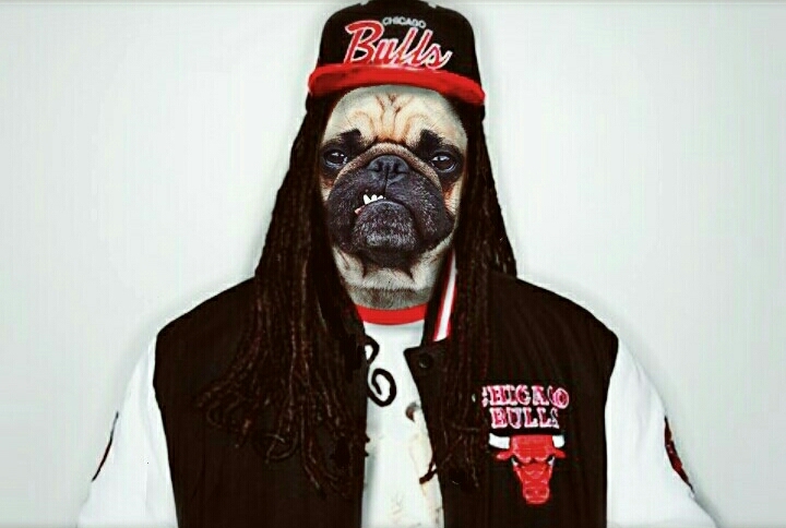 dog dog