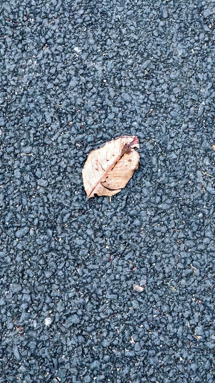 leaf on road