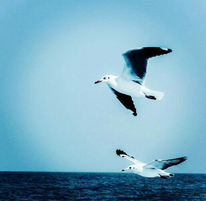 Nice flying bird