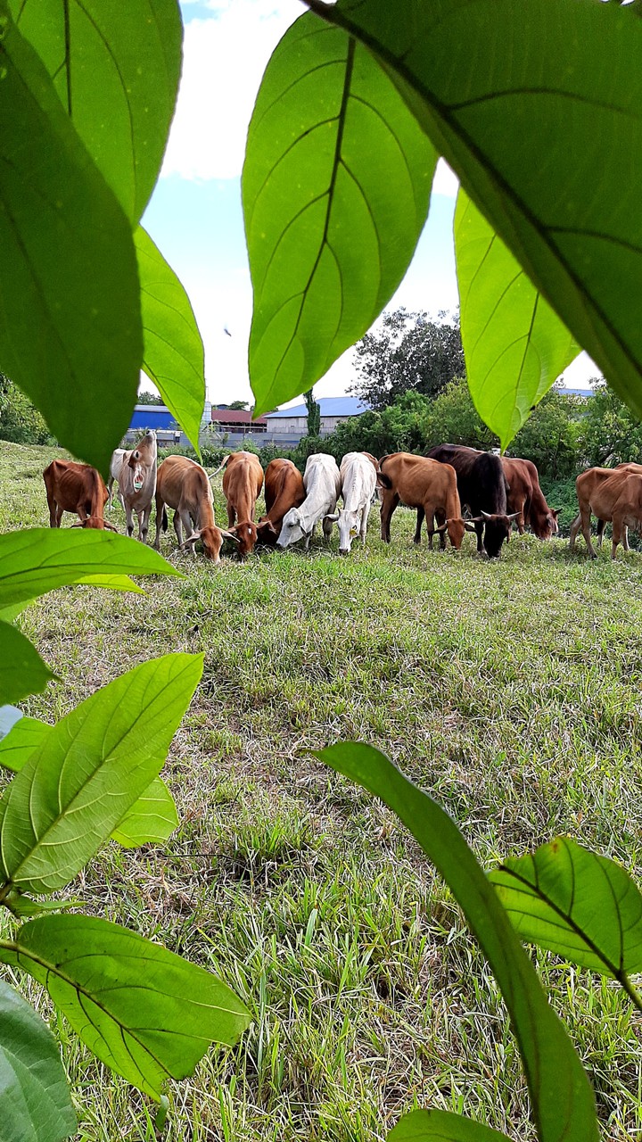 lembu