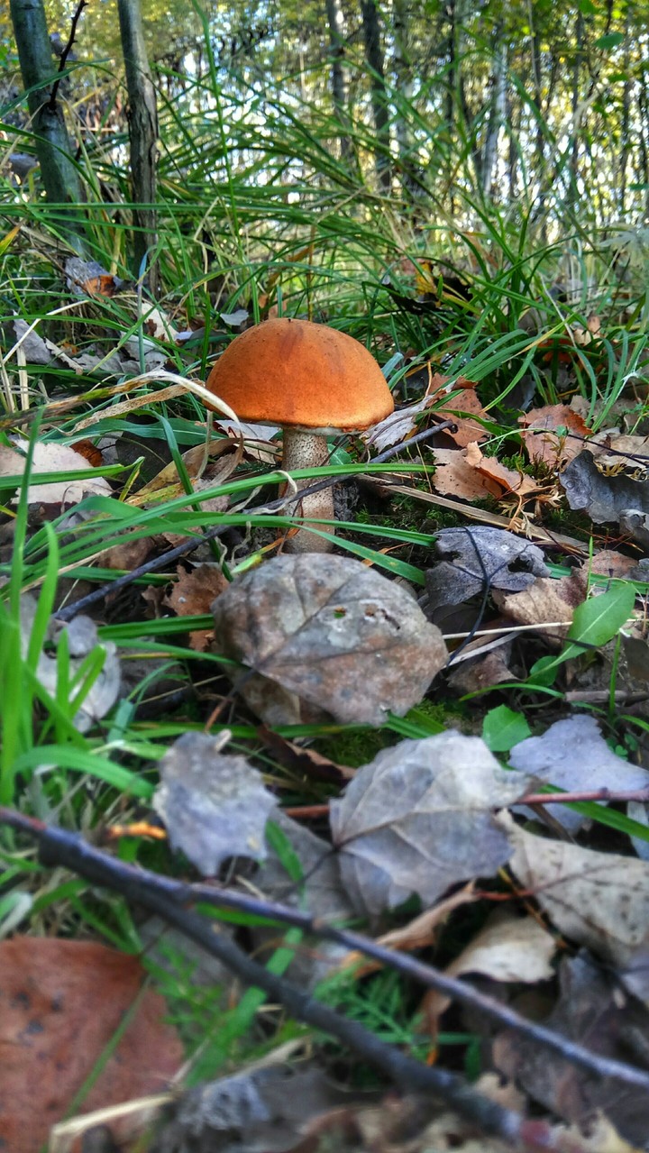 autumn