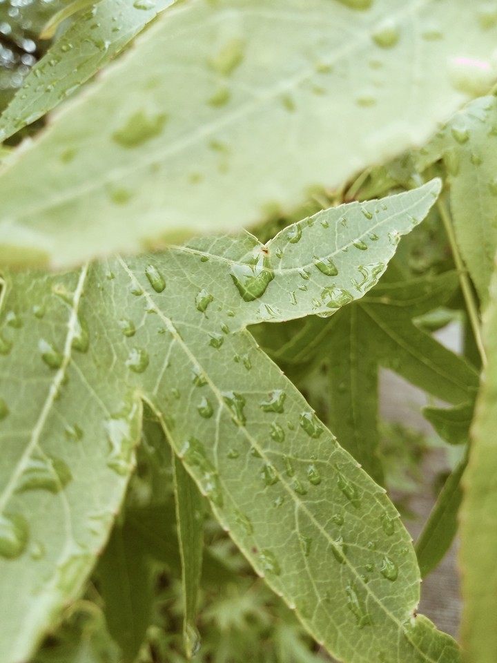 water on a leaf