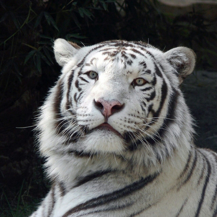 White Tiger