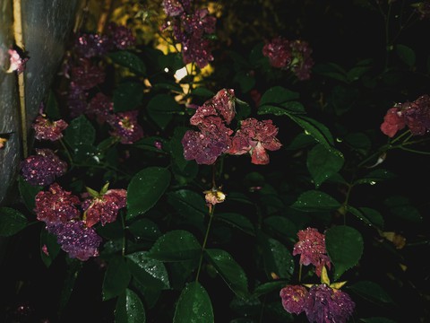 shrub, rain Hintergrundbilder