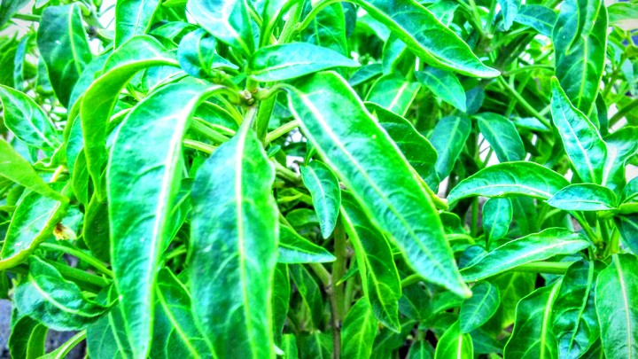 The Leaf of my Garden