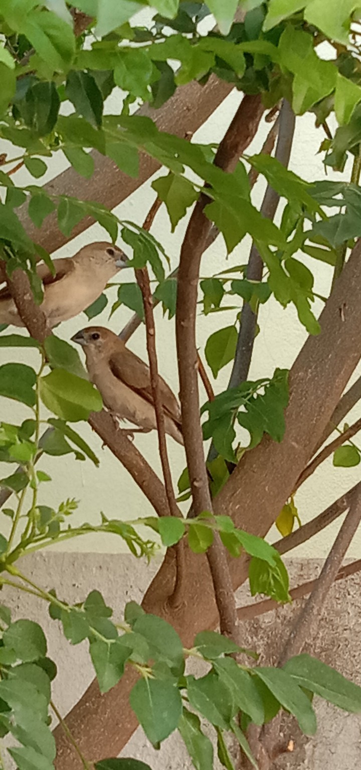 sparrows