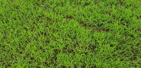 Greengasm