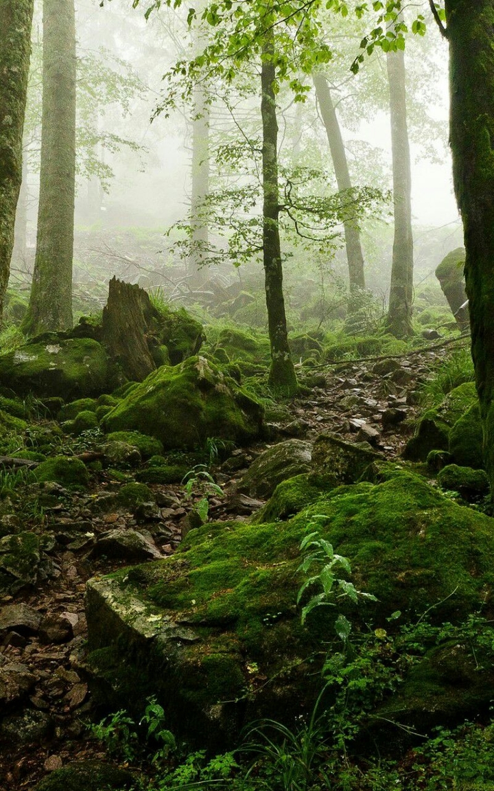 sottobosco