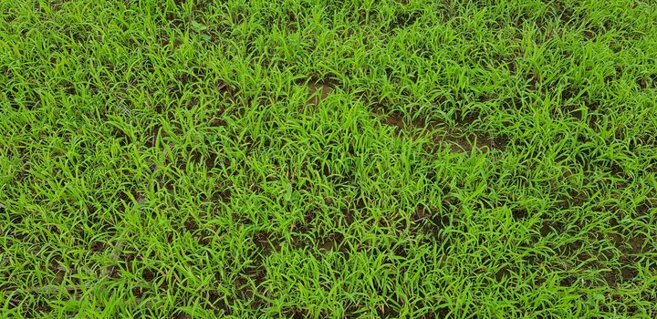 Greengasm