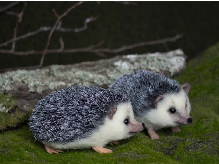Erinaceidae