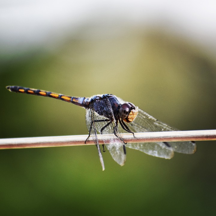 Nature will bear the closest inspection