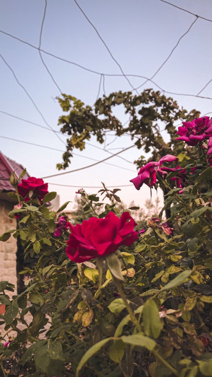 ⚘