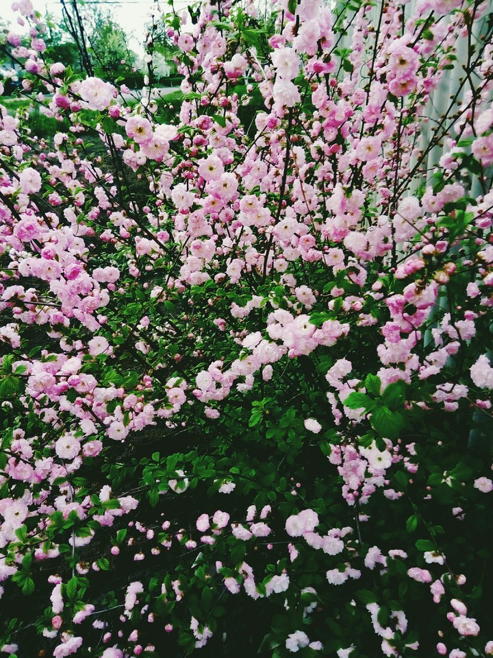 Мои цветы/ My flowers