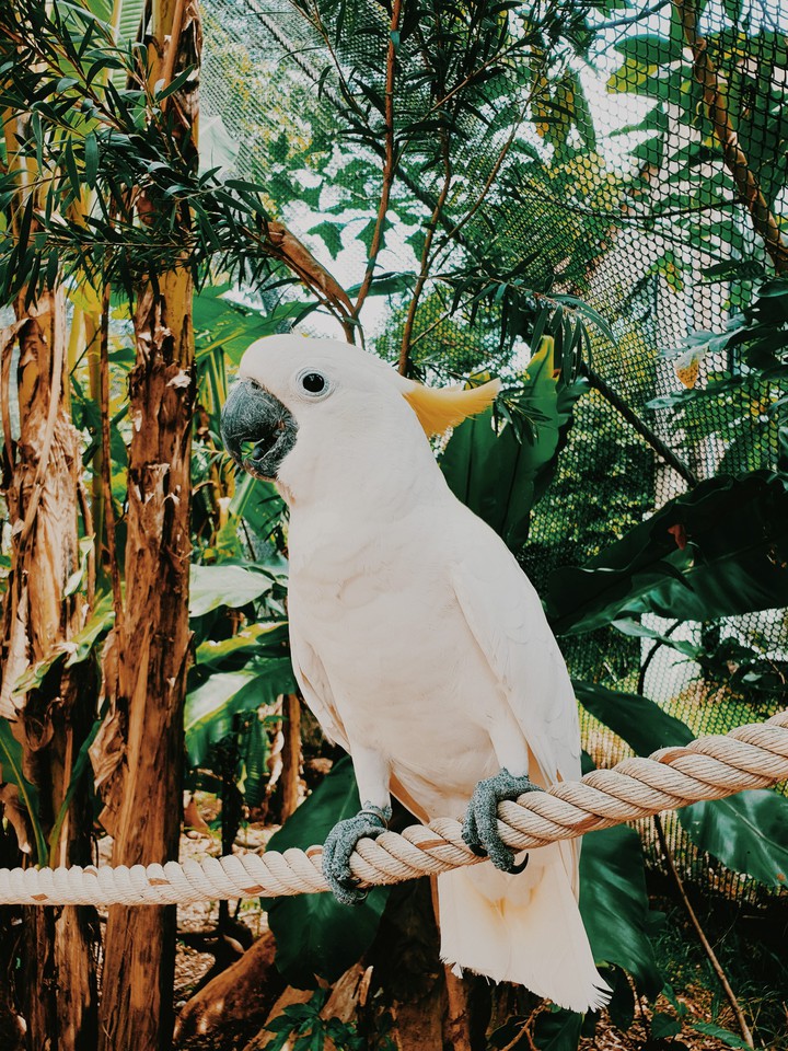 parrot