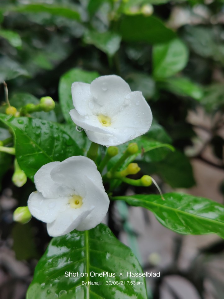 flowers
