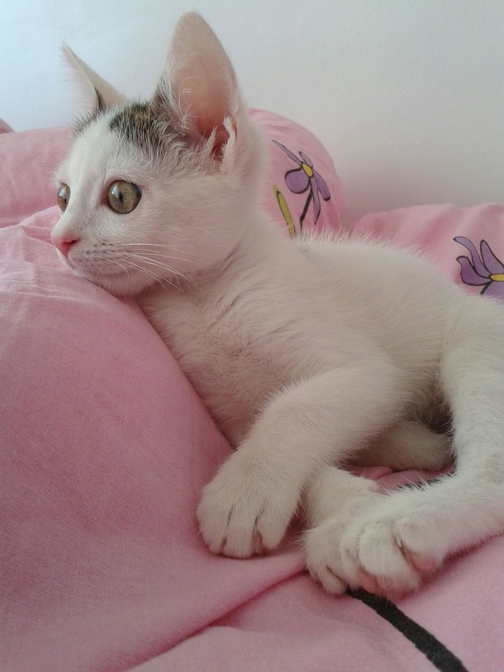 cat