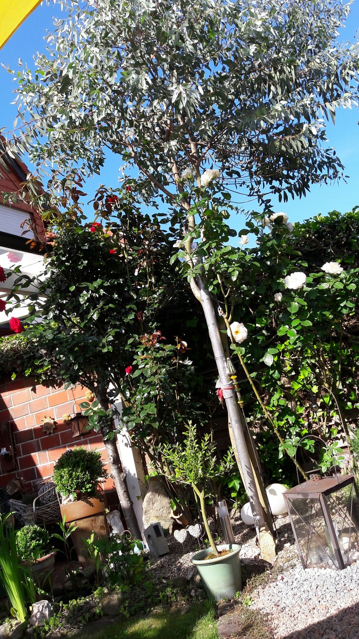 euykalyptus  tree