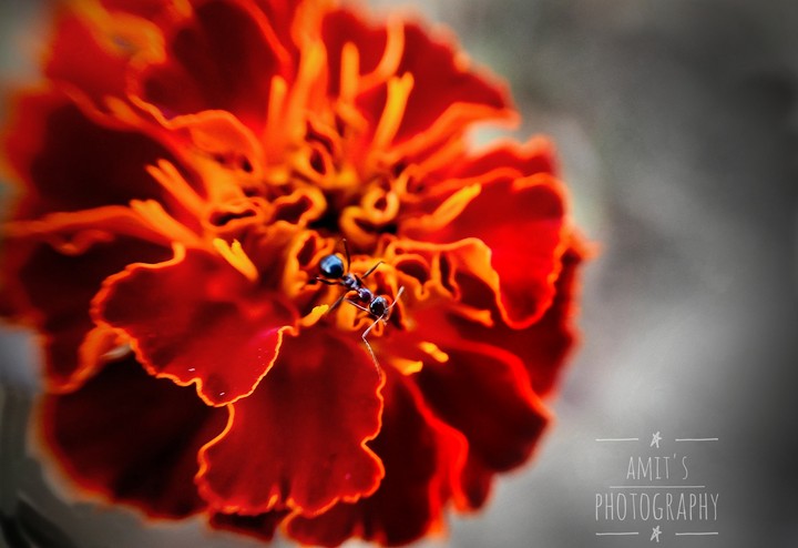 ant