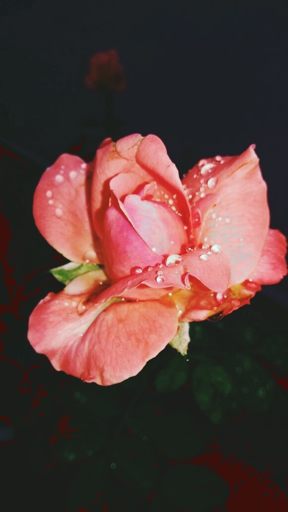 Elegant Rose by Mun Majumder