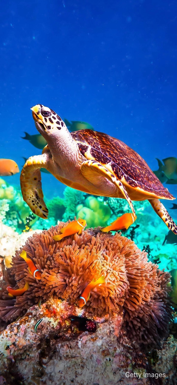 turtles
